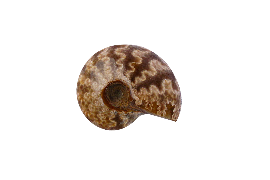 Whole Ammonite with siture 1-3cm
