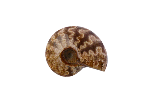 Whole Polished Ammonites With Sutures - 1-7 cm - JEWELRY