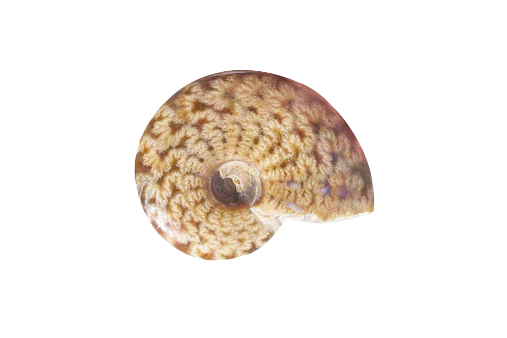 Whole Ammonite with siture 3-5cm