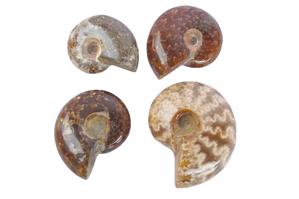 Whole Polished Ammonites With Sutures - 1-7 cm - JEWELRY