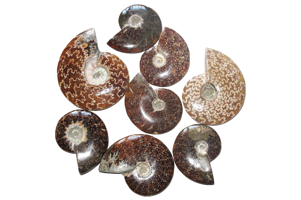 Whole Polished Ammonites With Sutures - 1-7 cm - JEWELRY