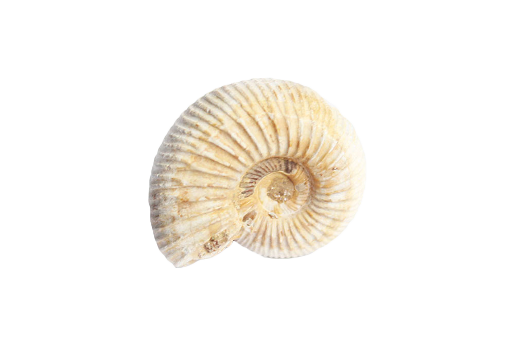 Natural Whole White Ammonite Fossils - 1-7 cm - JEWELRY