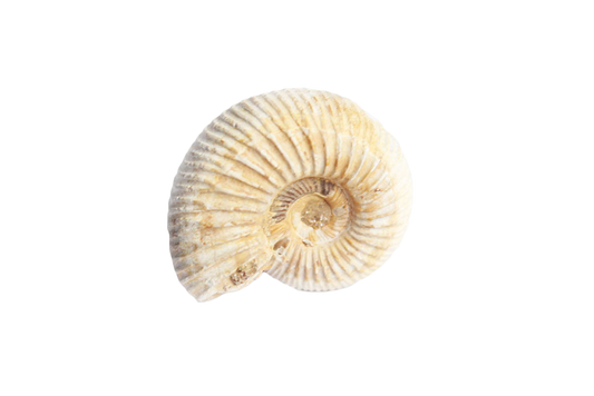 Natural Whole White Ammonites - 1-7 cm - JEWELRY