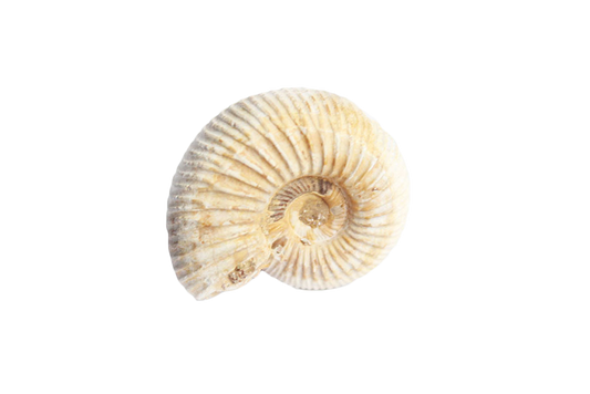 Natural Whole White Ammonite Fossils - 1-7 cm - JEWELRY