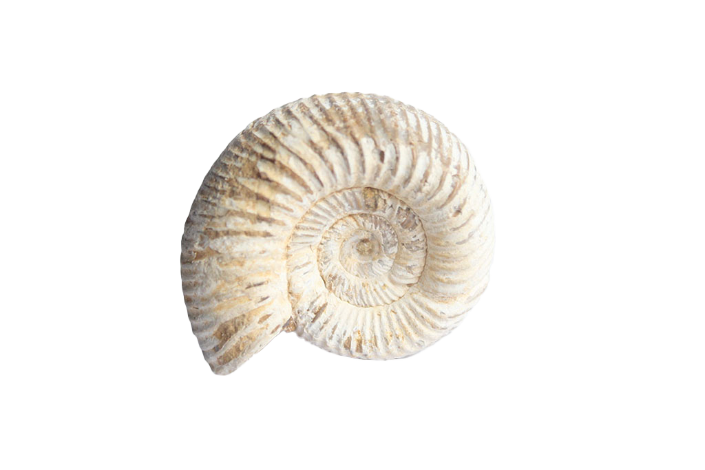 Natural Whole White Ammonite Fossils - 1-7 cm - JEWELRY
