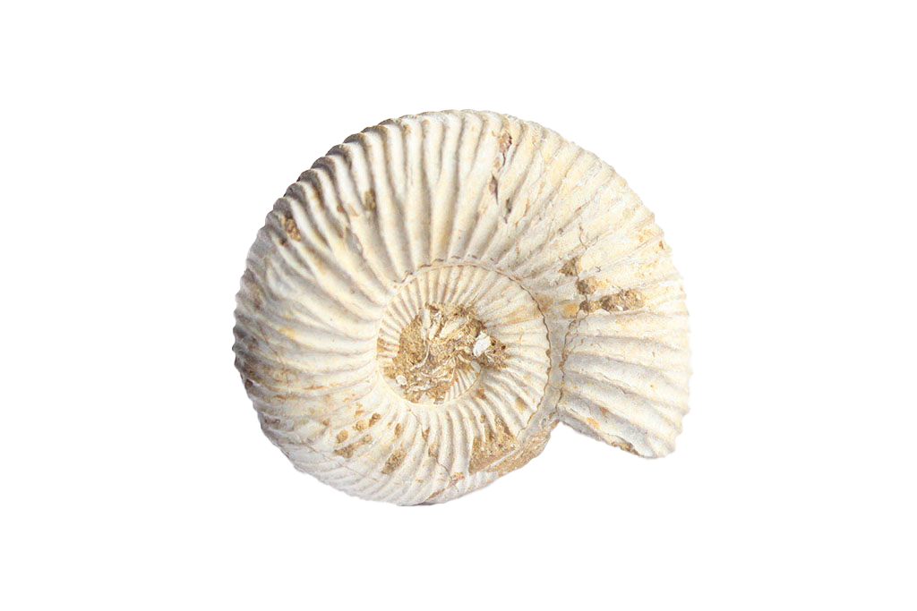 Natural Whole White Ammonite Fossils - 1-7 cm - JEWELRY