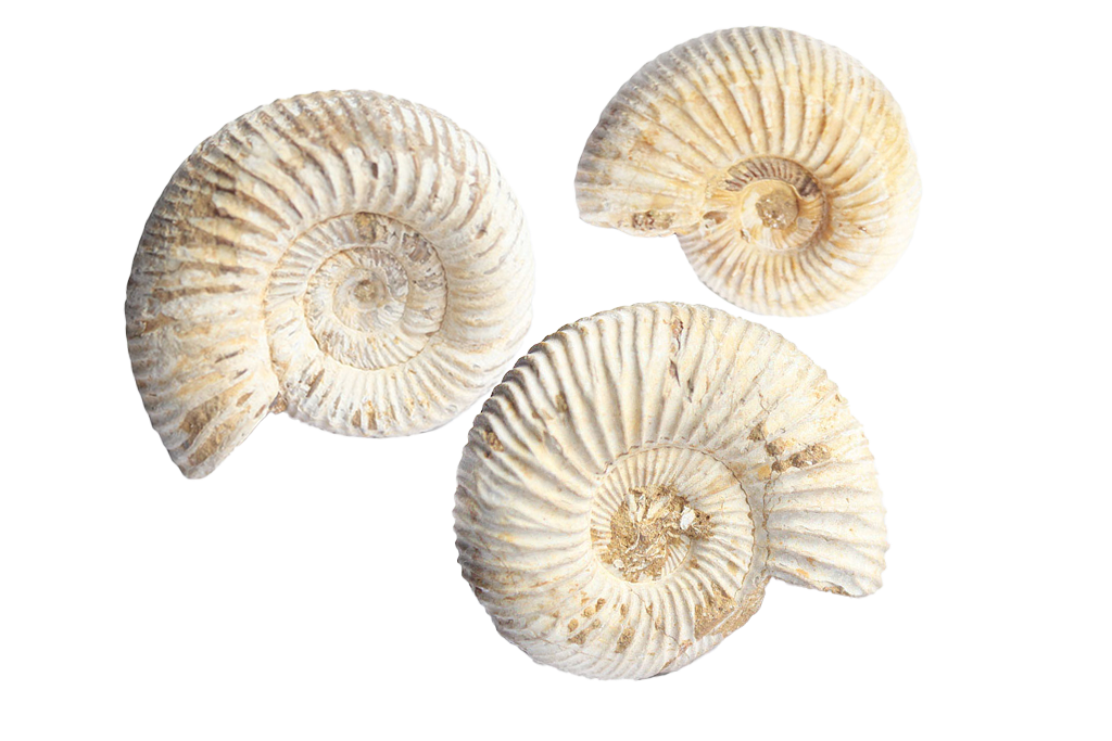Natural Whole White Ammonites - 1-7 cm - JEWELRY