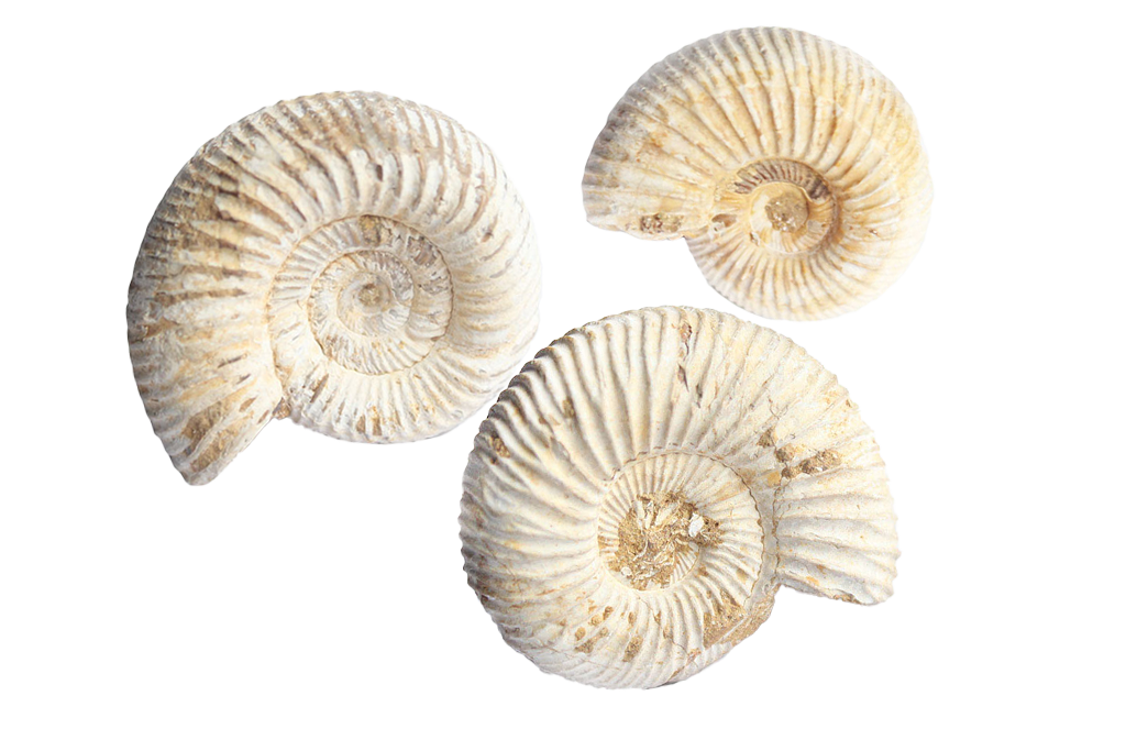 Natural Whole White Ammonite Fossils - 1-7 cm - JEWELRY
