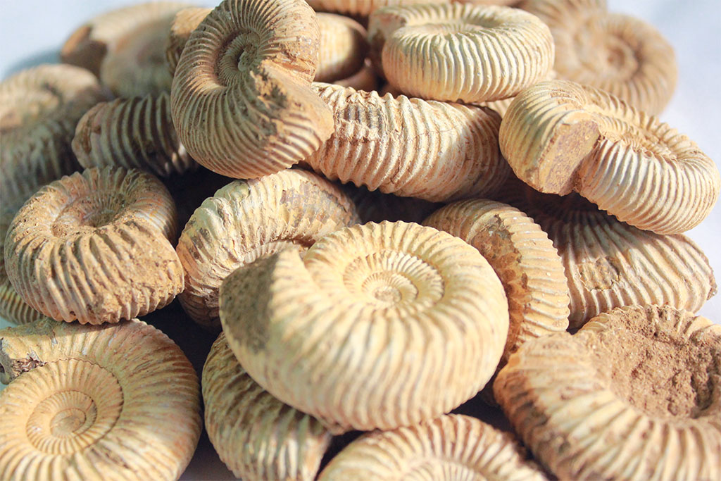Natural Whole White Ammonite Fossils - 1-7 cm - JEWELRY
