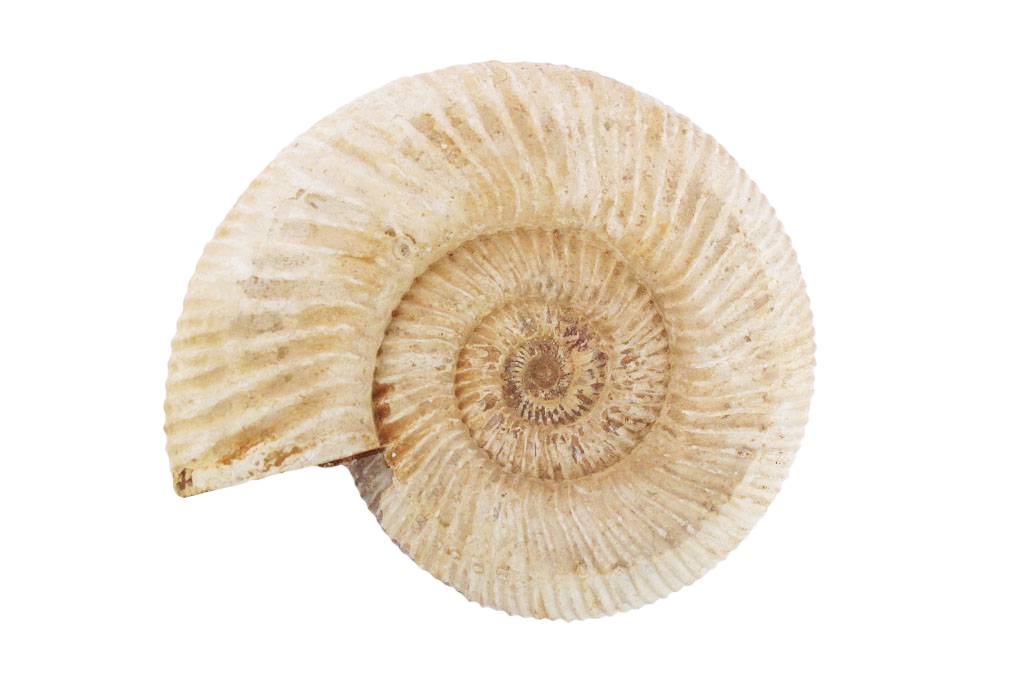 Natural Whole White Ammonite Fossils - 7-15 cm