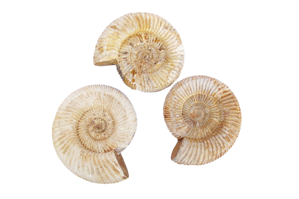 Natural Whole White Ammonite Fossils - 7-15 cm