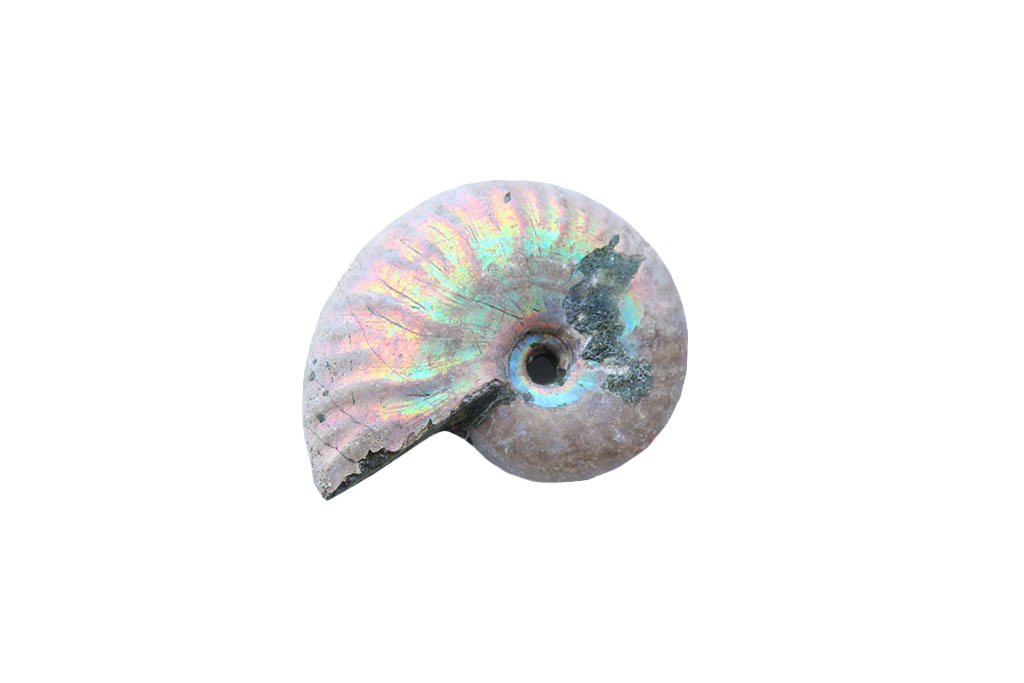 Natural Whole Iridescent Ammonites - 1-7 cm - JEWELRY