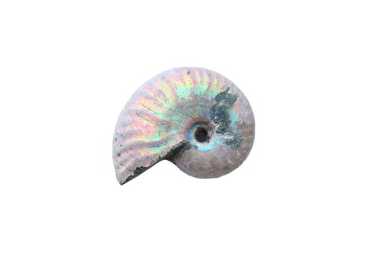Natural Whole Iridescent Ammonite Fossils - 1-7 cm - JEWELRY