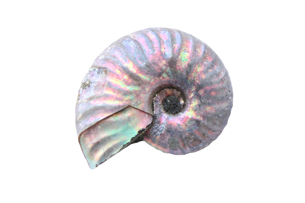 Natural Whole Iridescent Ammonites - 1-7 cm - JEWELRY