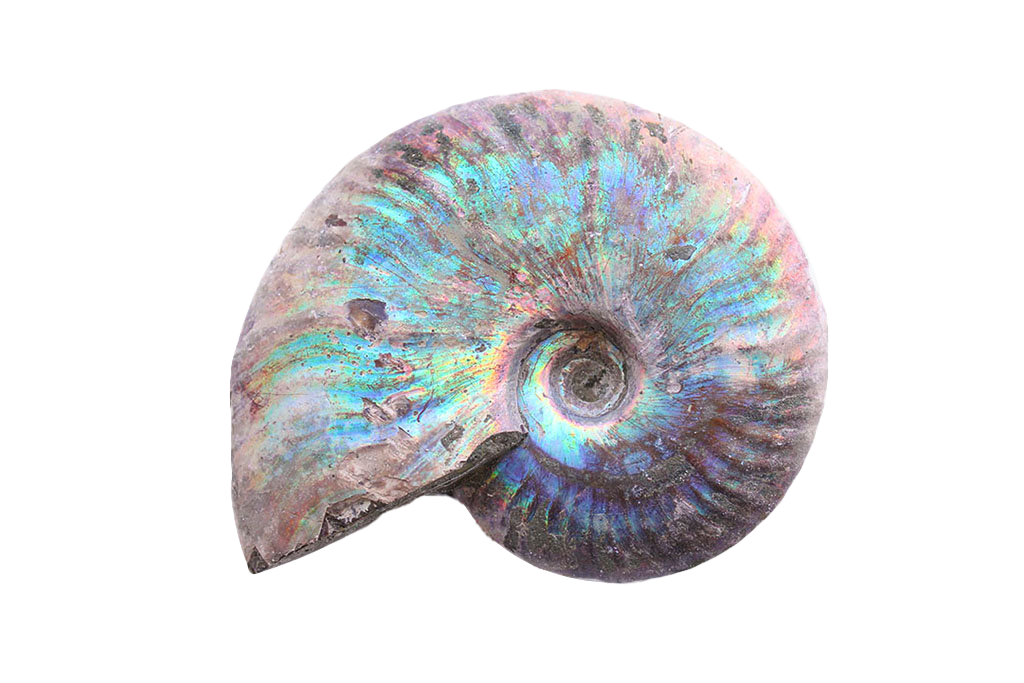 Natural Whole Iridescent Ammonites - 1-7 cm - JEWELRY