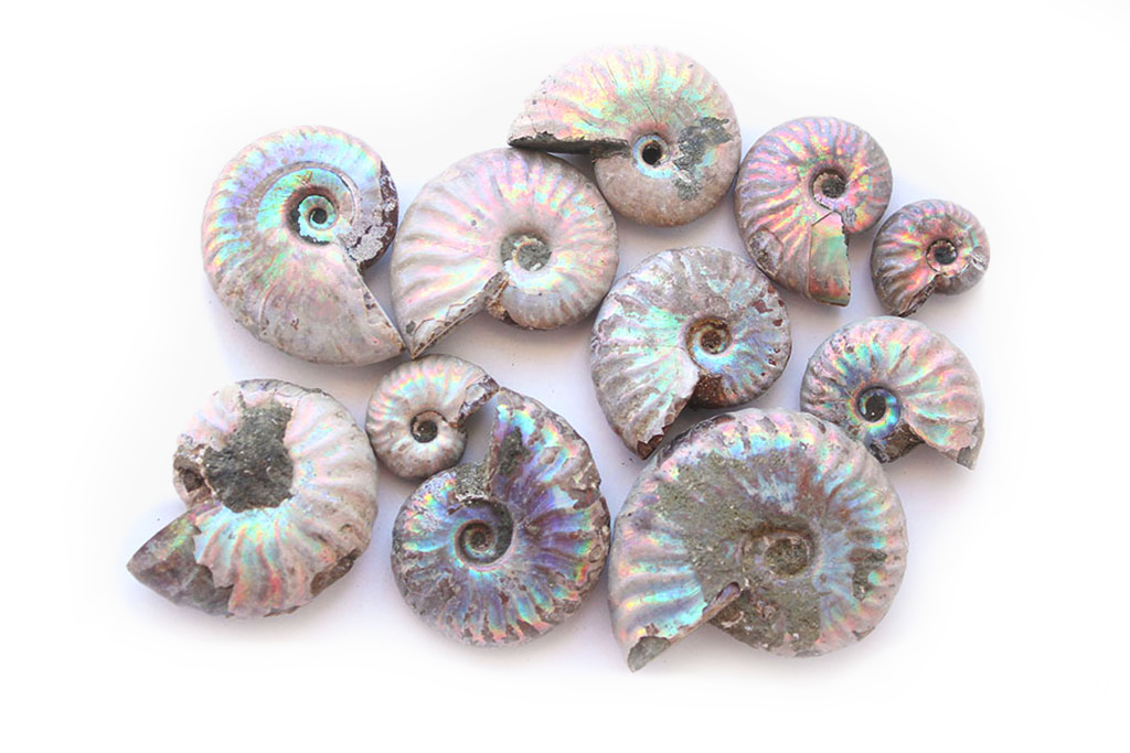 Natural Whole Iridescent Ammonite Fossils - 1-7 cm - JEWELRY