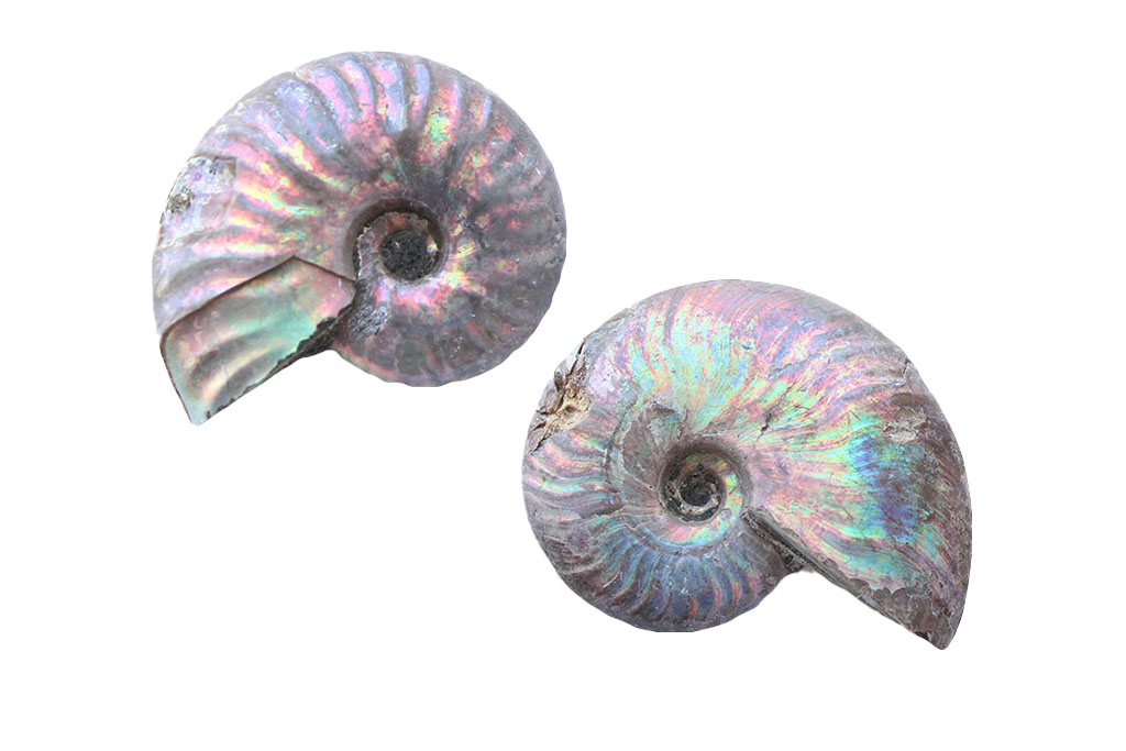 Natural Whole Iridescent Ammonites - 1-7 cm - JEWELRY