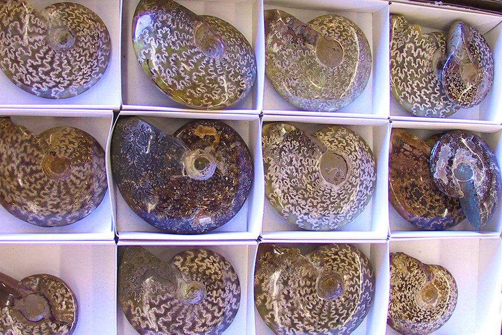 Whole Polished Ammonite Fossils With Sutures - 7-15 cm