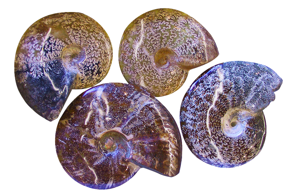 Whole Polished Ammonite Fossils With Sutures - 7-15 cm