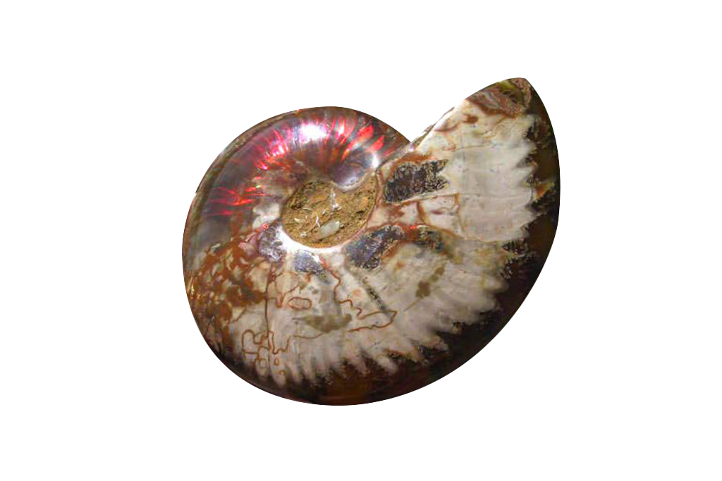 Whole Polished Fire Ammonites - 7-15 cm