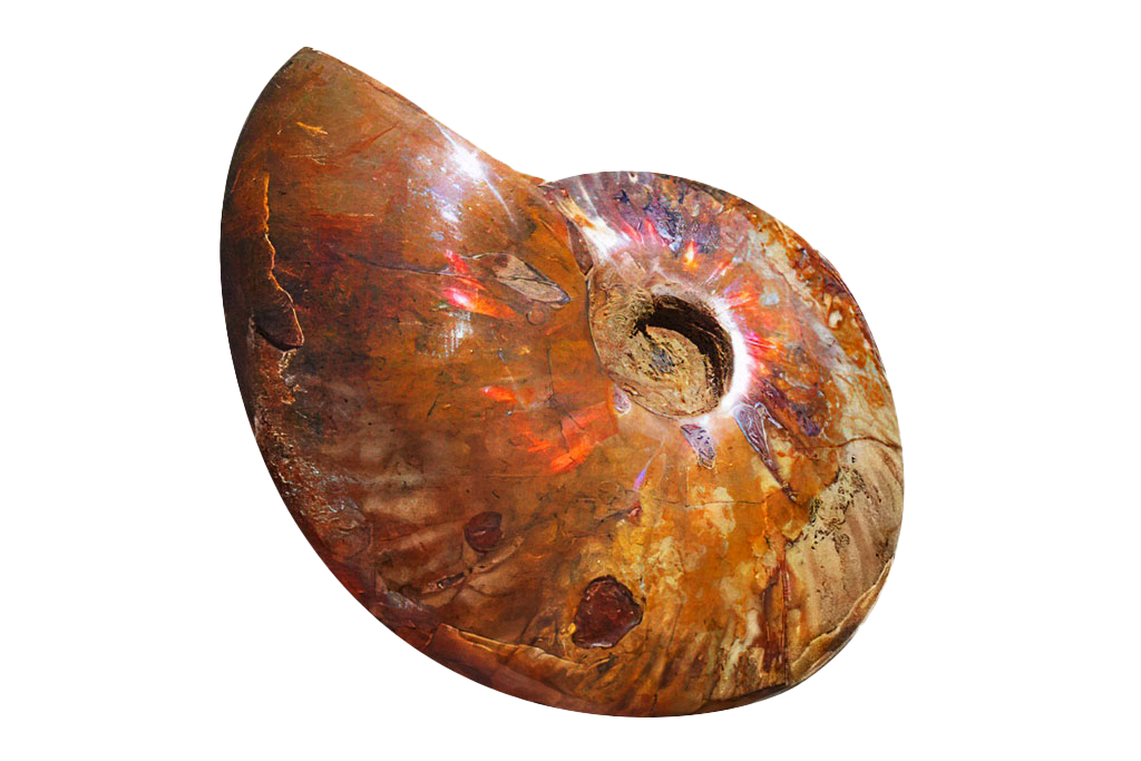Whole Polished Fire Ammonite Fossils - 7-15 cm