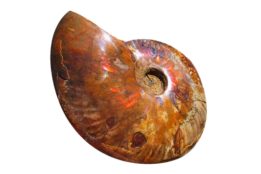 Whole Polished Fire Ammonite Fossils - 7-15 cm
