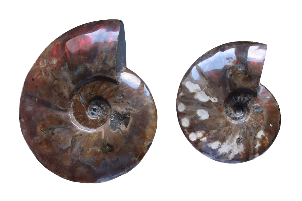 Whole Polished Fire Ammonite Fossils - 7-15 cm