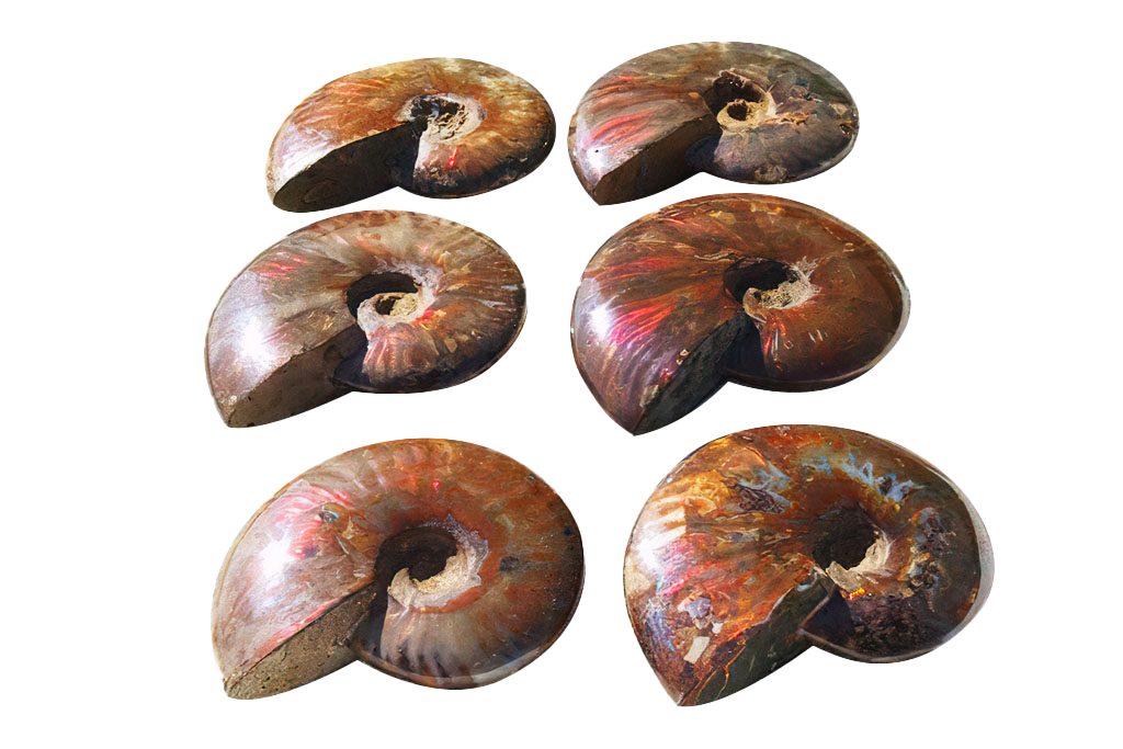 Whole Polished Fire Ammonites - 7-15 cm