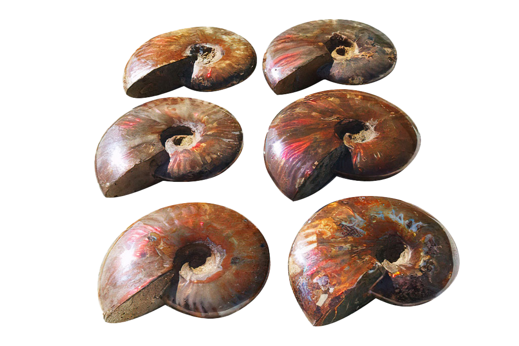 Whole Polished Fire Ammonite Fossils - 7-15 cm