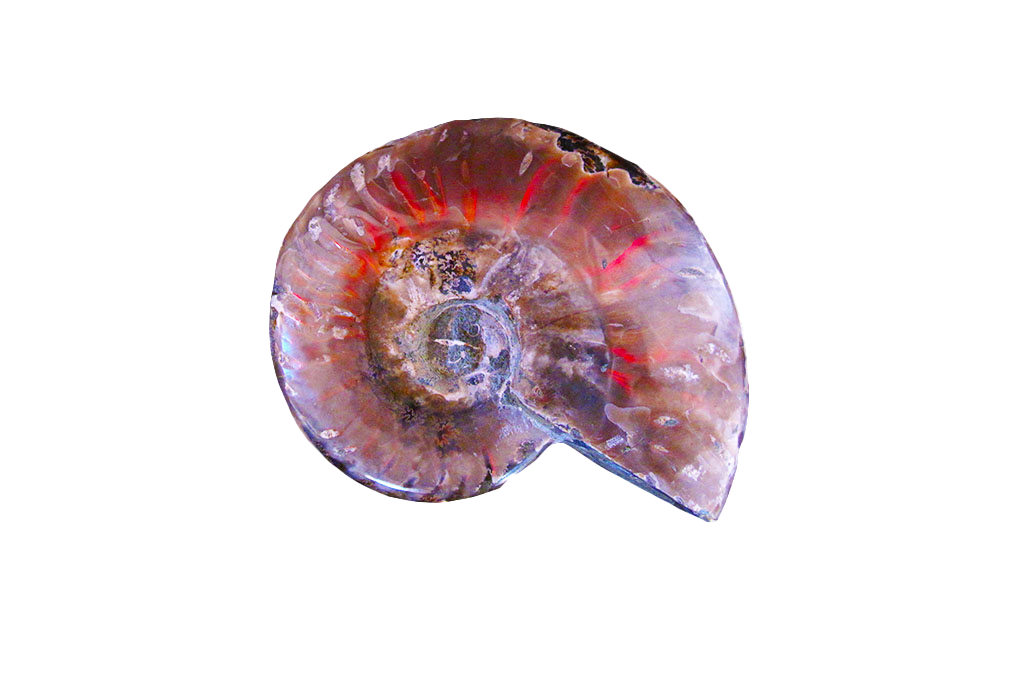 Whole Polished Fire Ammonite Fossils - 7-15 cm