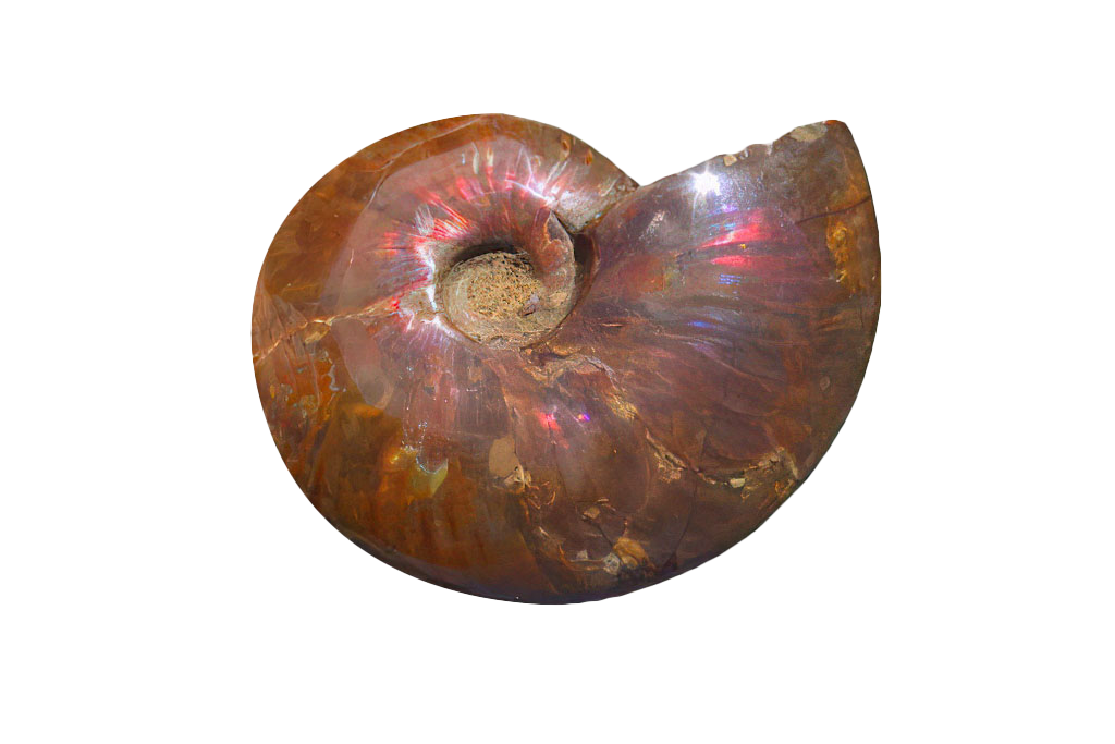 Whole Polished Fire Ammonites - 7-15 cm