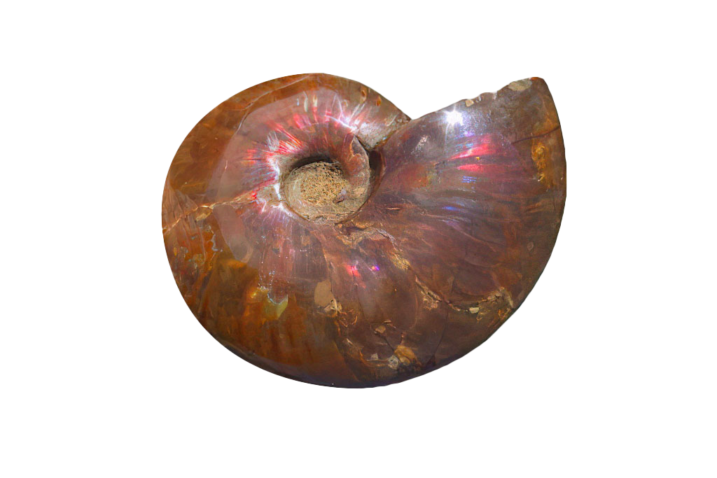 Whole Polished Fire Ammonite Fossils - 7-15 cm