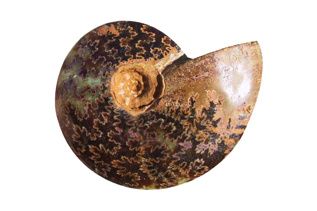 Whole Polished Ammonite Fossils With Sutures - 7-15 cm