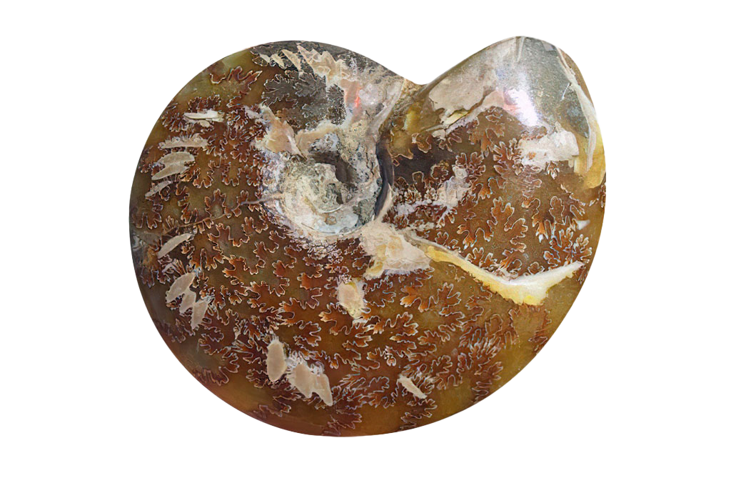 Whole Polished Ammonite Fossils With Sutures - 7-15 cm