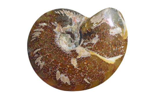 Whole Polished Ammonites With Sutures - 7-15 cm