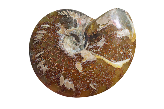 Whole Polished Ammonite Fossils With Sutures - 7-15 cm