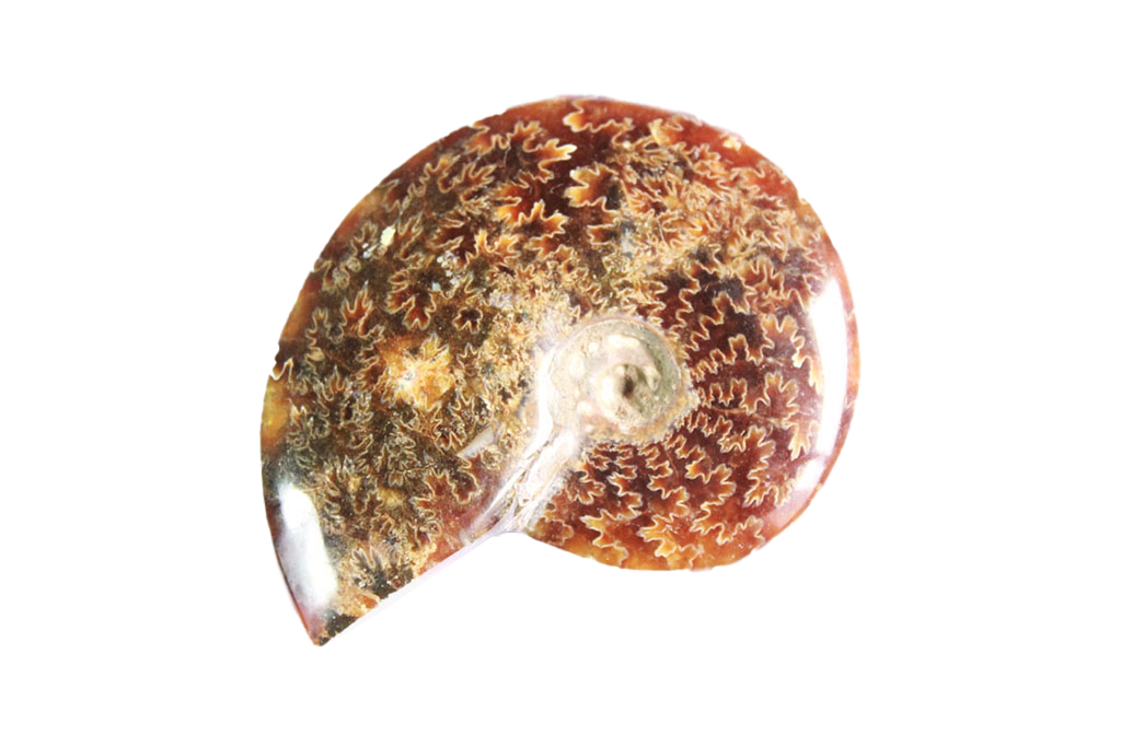 Whole Polished Ammonite Fossils With Sutures - 7-15 cm