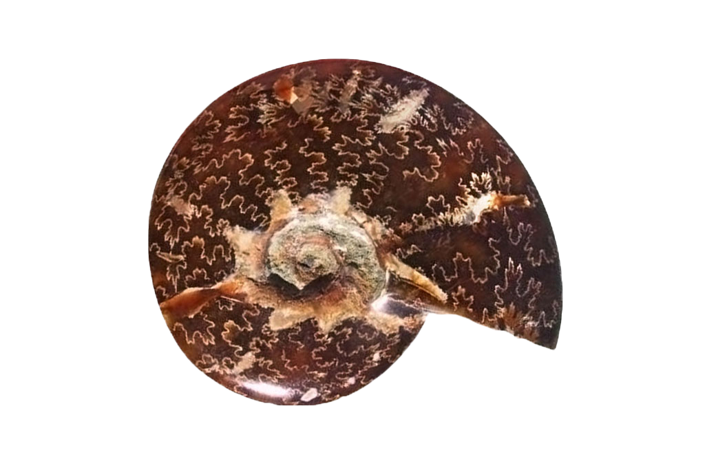 Whole Polished Ammonite Fossils With Sutures - 7-15 cm