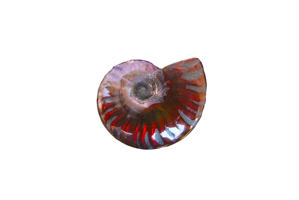 Whole Polished Fire Ammonite Fossils - 1-7 cm - JEWELRY