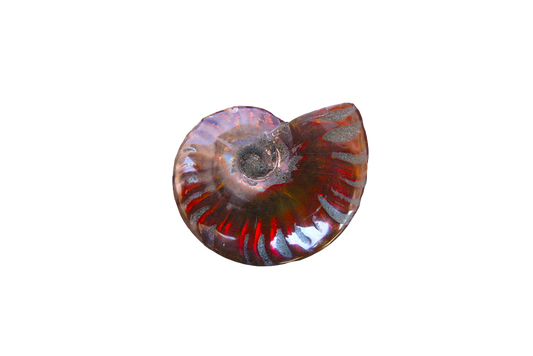 Whole Polished Fire Ammonite Fossils - 1-7 cm - JEWELRY