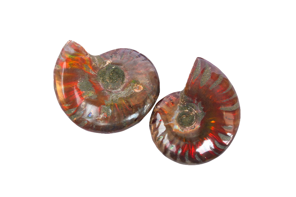 Whole Polished Fire Ammonite Fossils - 1-7 cm - JEWELRY