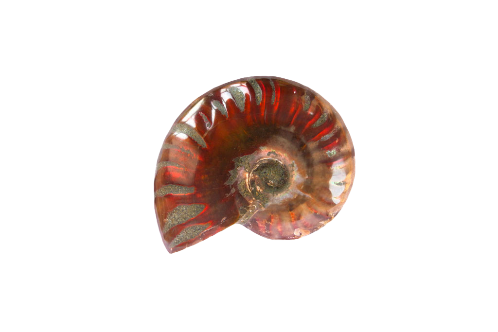 Whole Polished Fire Ammonites - 1-7 cm - JEWELRY