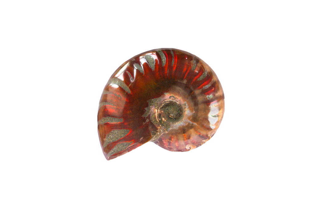 Whole Polished Fire Ammonite Fossils - 1-7 cm - JEWELRY