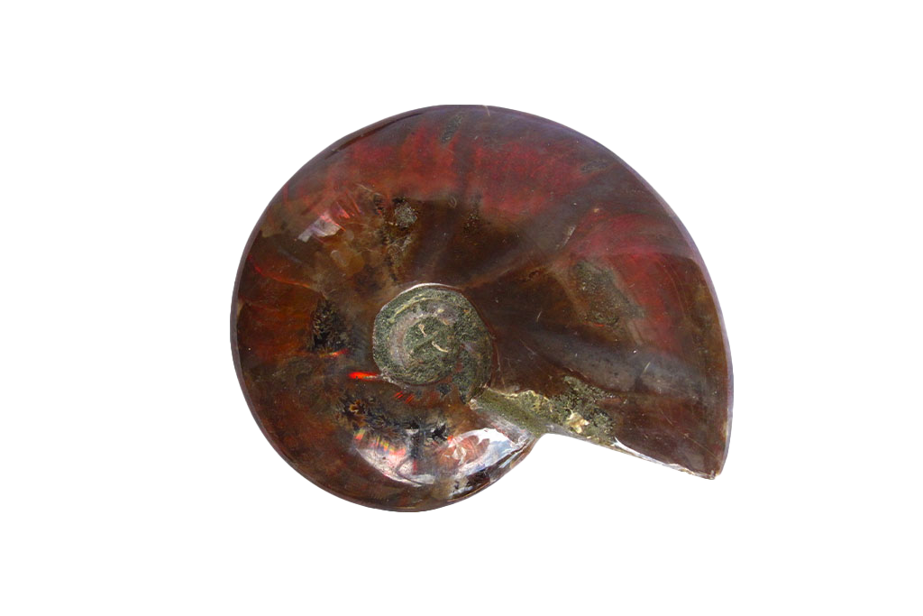 Whole Polished Fire Ammonites - 1-7 cm - JEWELRY