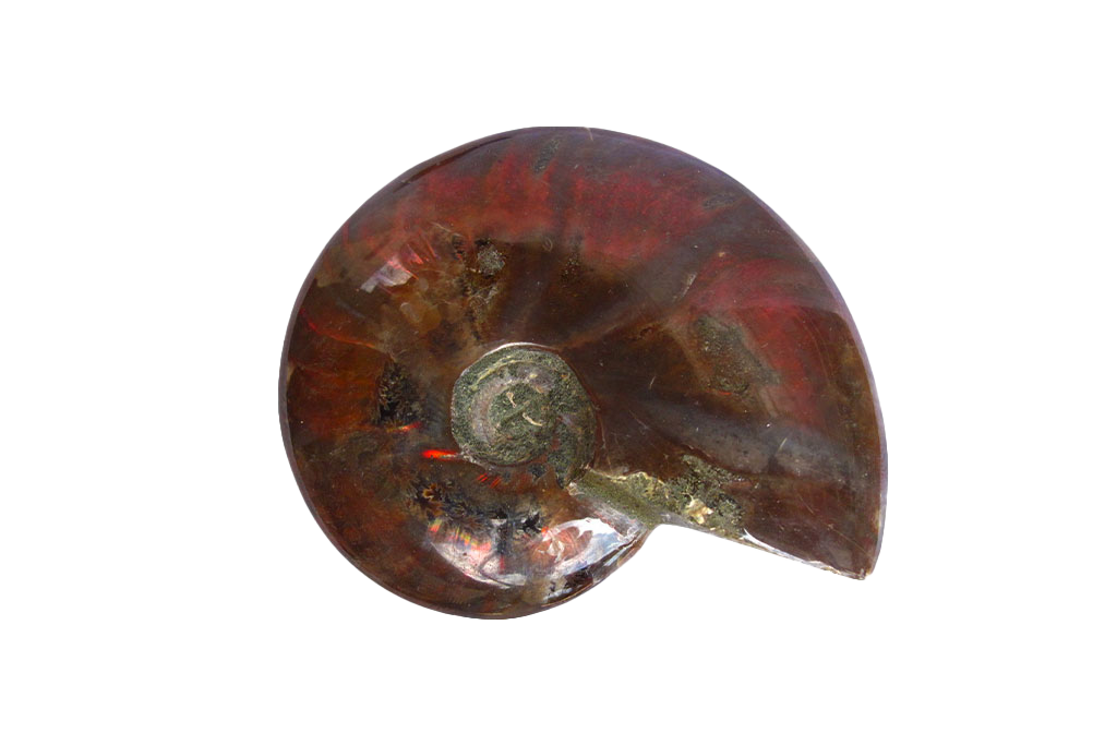 Whole Polished Fire Ammonite Fossils - 1-7 cm - JEWELRY