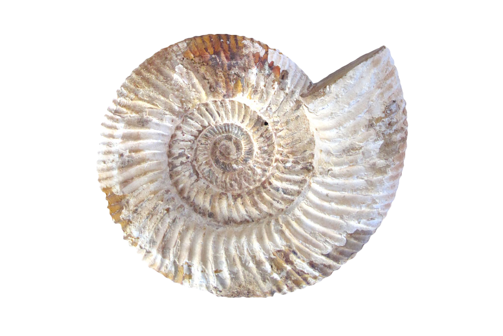 Natural Whole White Ammonites - 7-15 cm
