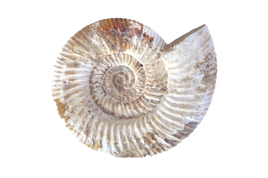 Natural Whole White Ammonite Fossils - 7-15 cm