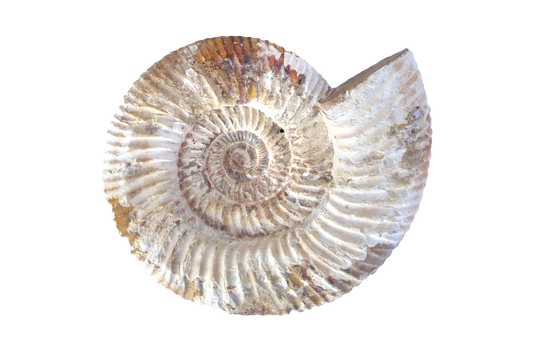 Natural Whole White Ammonites - 7-15 cm