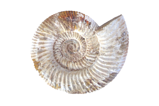 Natural Whole White Ammonite Fossils - 7-15 cm