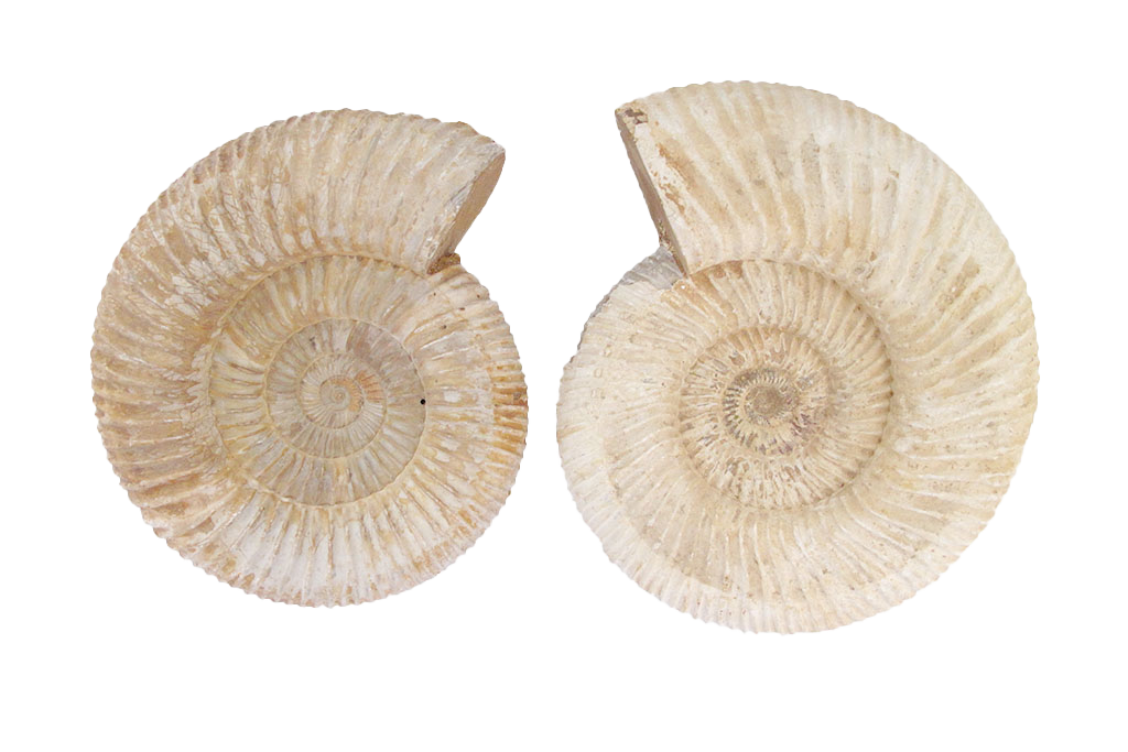 Natural Whole White Ammonite Fossils - 7-15 cm